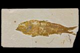 Bargain Fossil Fish (Knightia) - Wyoming #150609-1